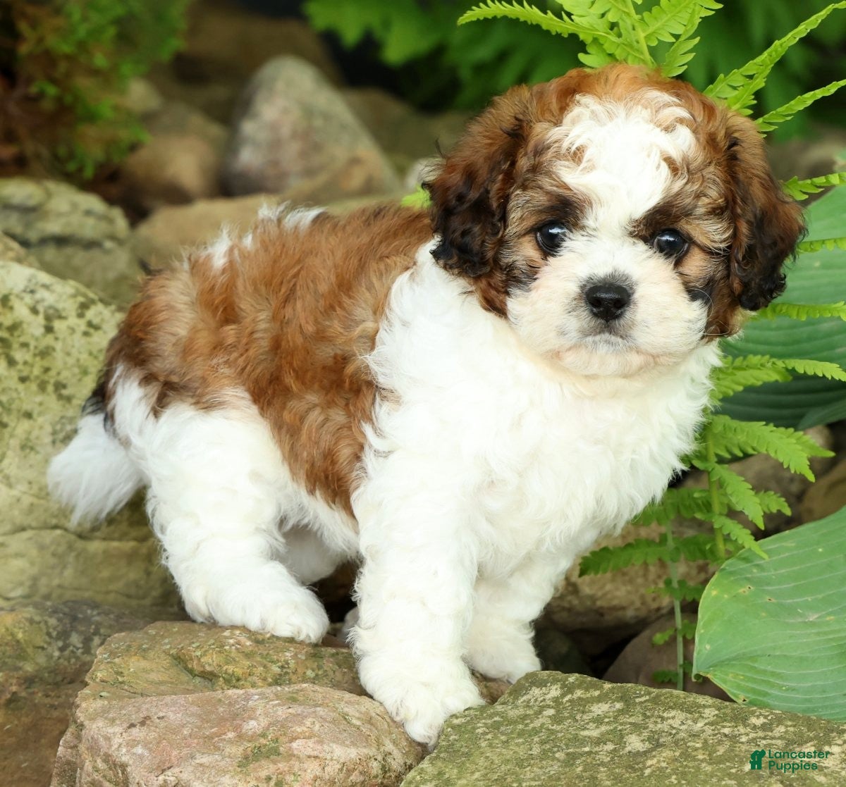Mixed Breed dogs for sale: Honey - Ad 8