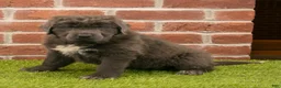 Newfoundland dogs for sale: Annie - Ad 3