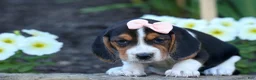 Beagle dogs for sale: Cleo 🌸 - Ad 2