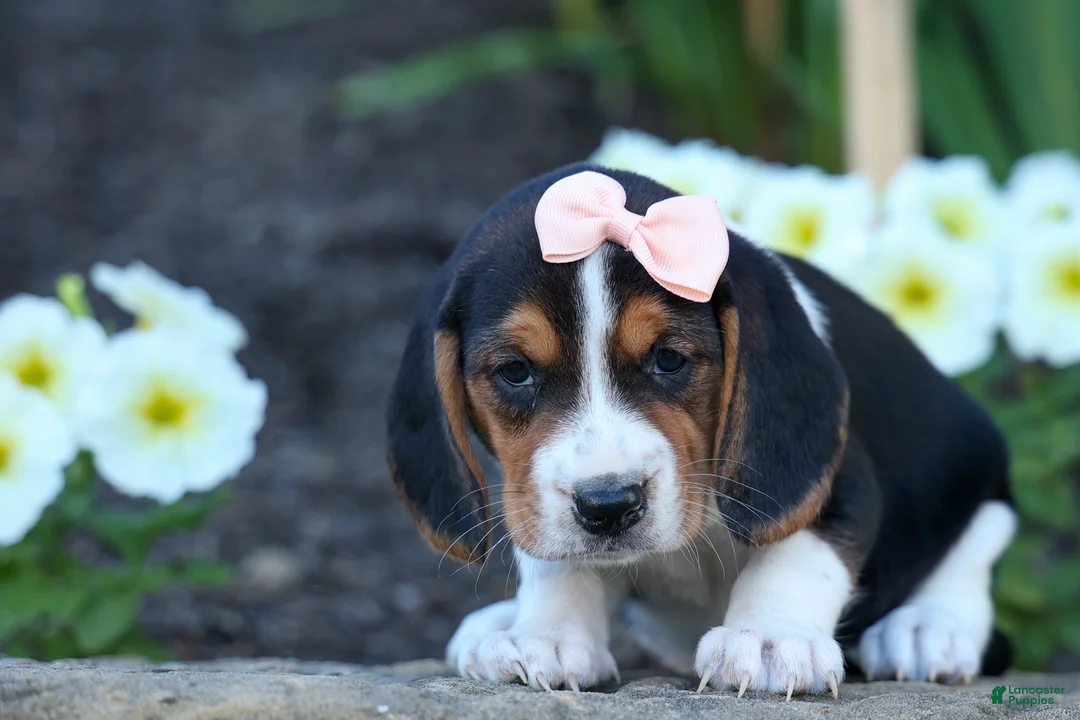 Beagle dogs for sale: Cleo 🌸 - Ad 2