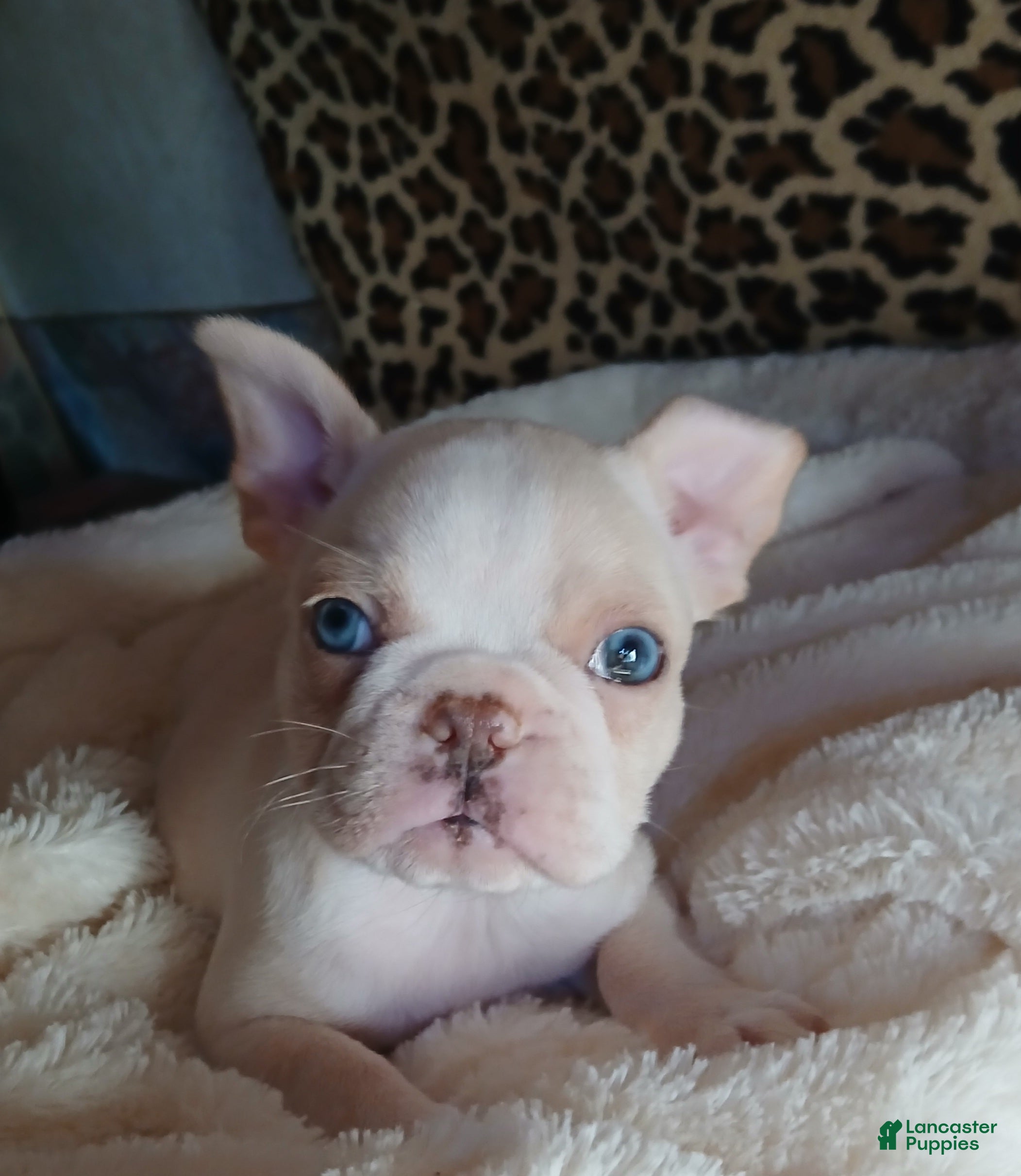 Frenchton dogs for sale: Amazing - Ad 18