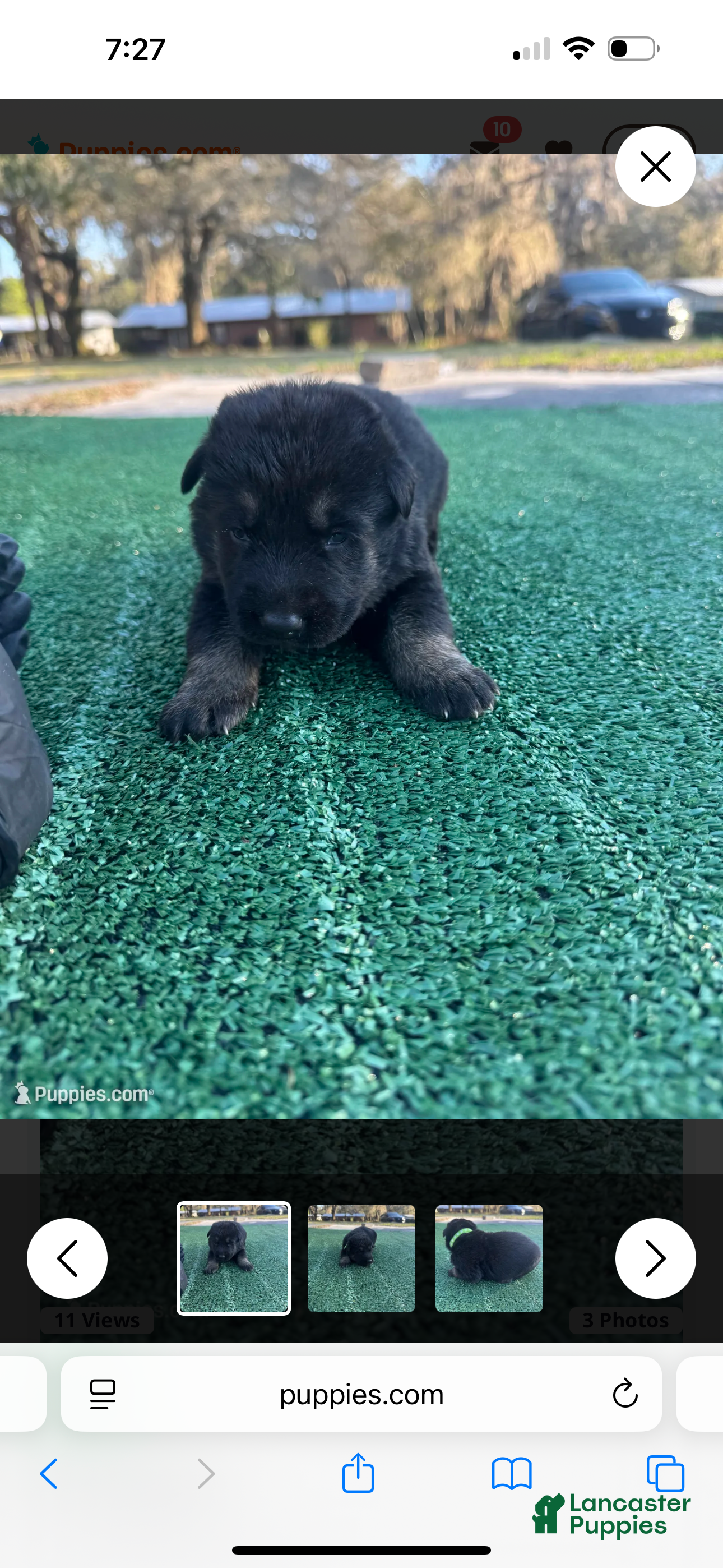 German Shepherd dogs German Shepherd lime green  - Ad 2