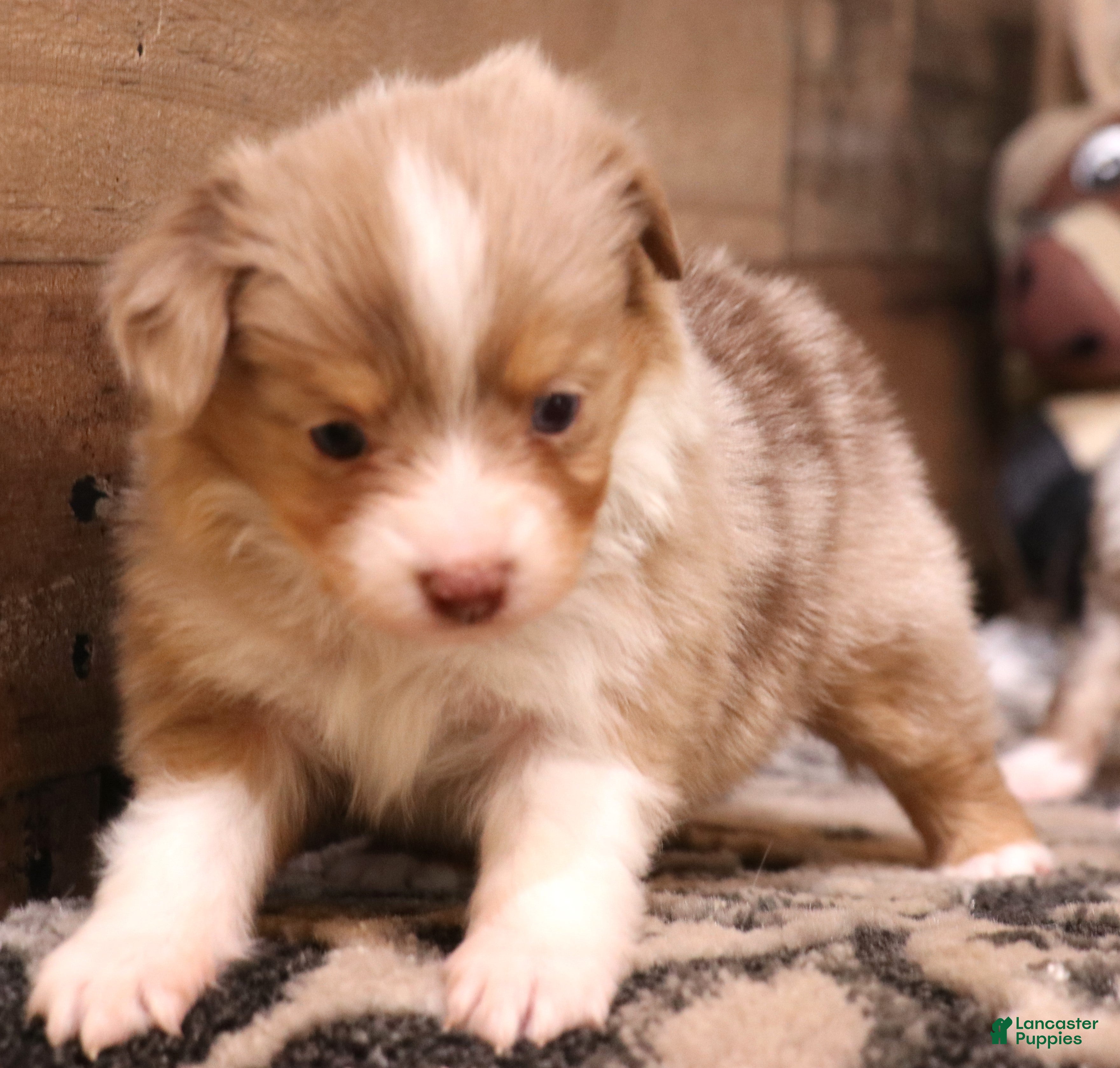 Toy Australian Shepherd dogs Sidney red merle female - Ad 6