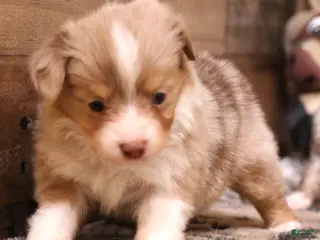 Toy Australian Shepherd dogs Sidney red merle female - Ad 6