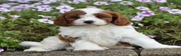 Cavapoo dogs for sale: Domino - Ad 3