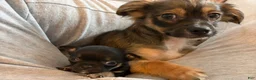 Pomchi dogs for sale: Pomchi Puppy 2 - Ad 4