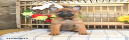 Mixed Breed dogs for sale: Ocean  - Ad 6