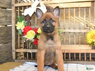 Mixed Breed dogs Ocean - Ad 20