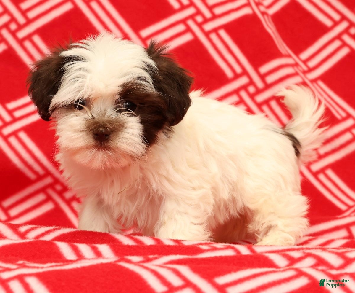 Havanese dogs Bella - Ad 4