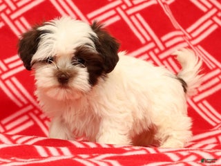 Havanese dogs Bella - Ad 4