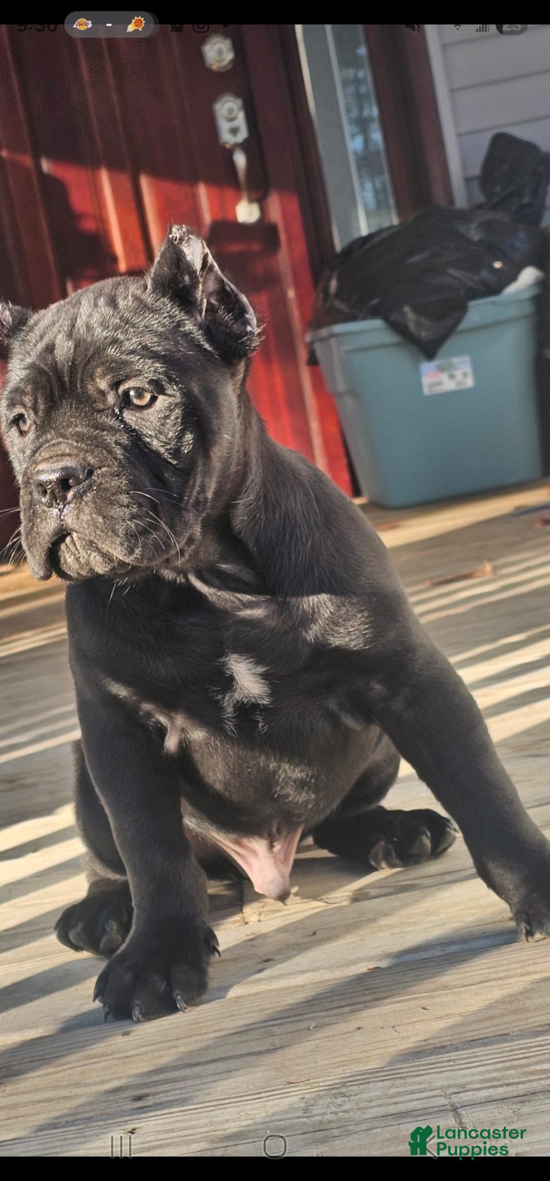 Cane Corso dogs for sale: ZEUS - Ad 10