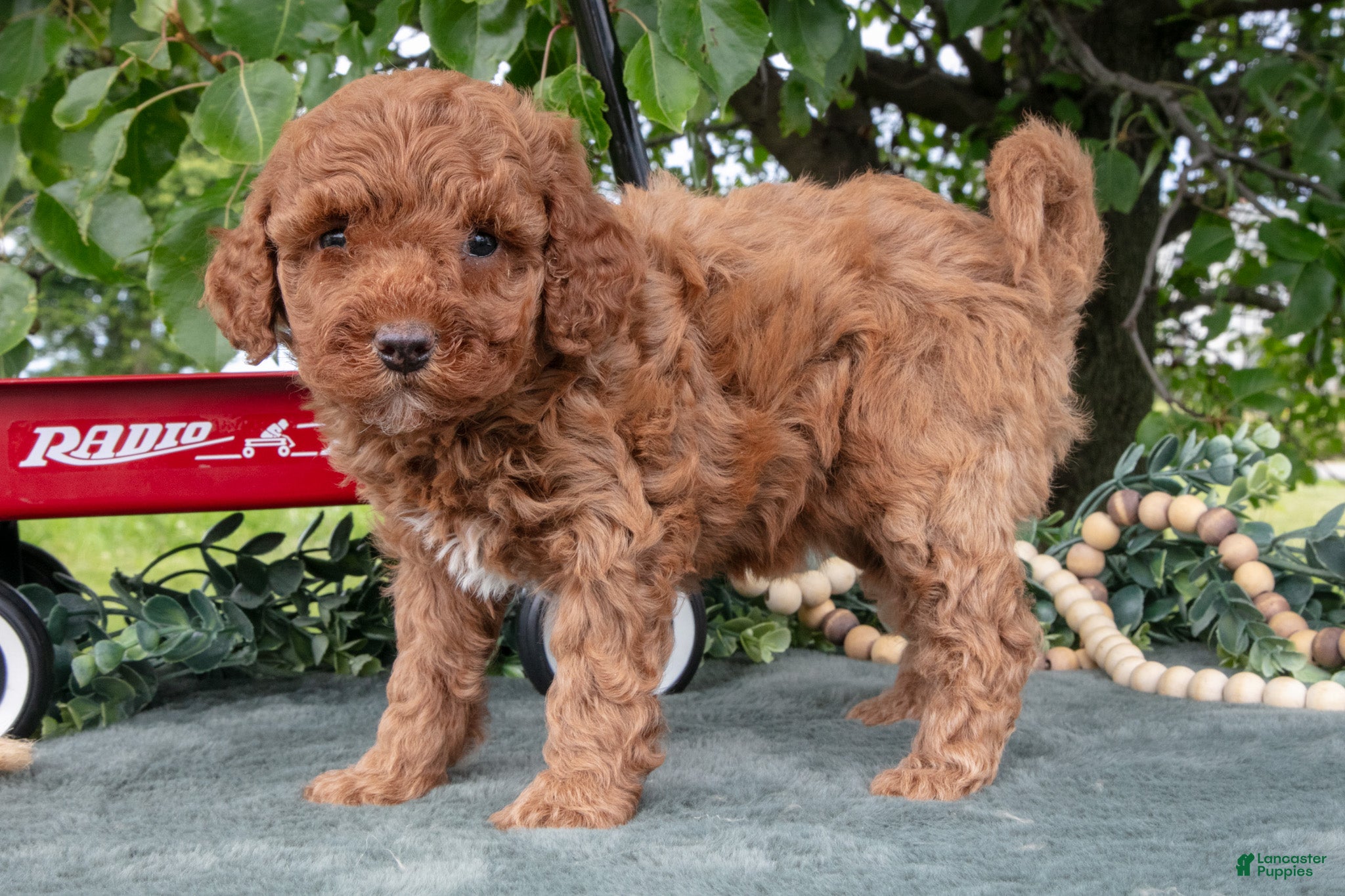 Miniature Poodle dogs Sadie - Ad 1