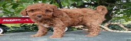 Miniature Poodle dogs for sale: Sadie - Ad 1