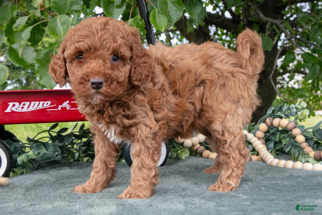 Miniature Poodle dogs for sale: Sadie - Ad 1