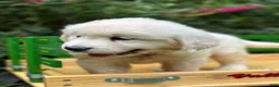 Golden Retriever dogs for sale: Golden Retriever 3 - Ad 3