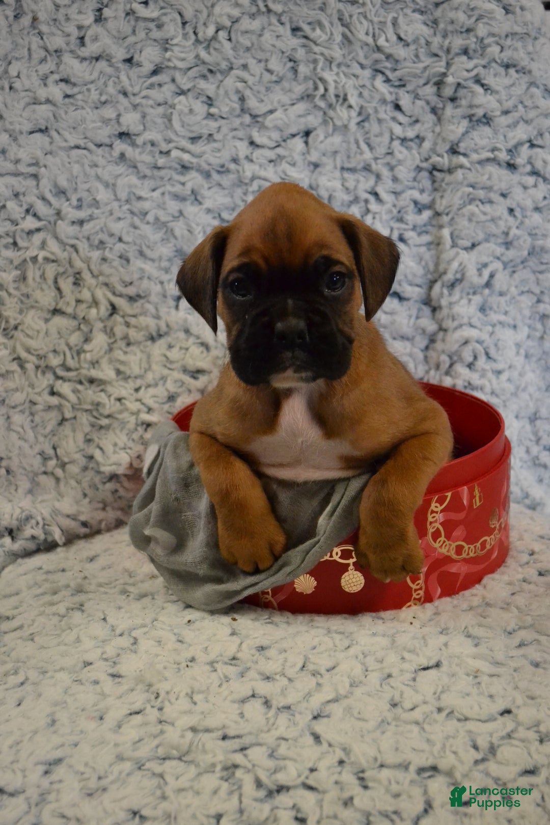 Boxer dogs for sale: Ryder - Ad 3