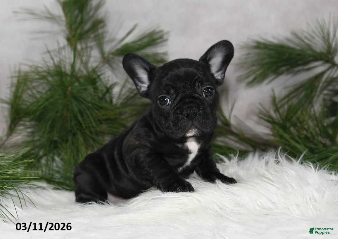 Frenchton dogs for sale: Franci - Ad 1