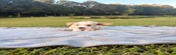 Standard Poodle dogs for sale: Blue collar - Ad 3