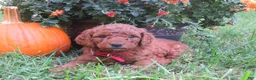 Mini Goldendoodle dogs for sale: Coffee - Ad 10