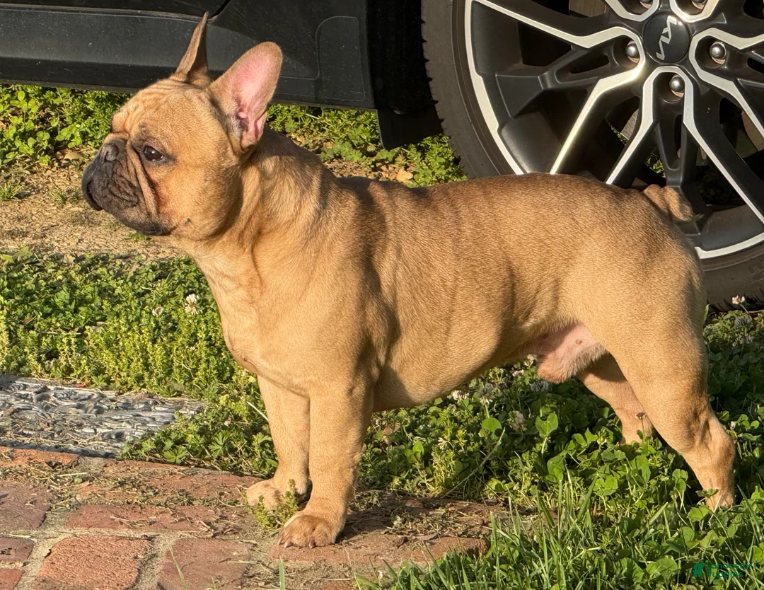 French Bulldog dogs for stud: Pacino - Ad 2