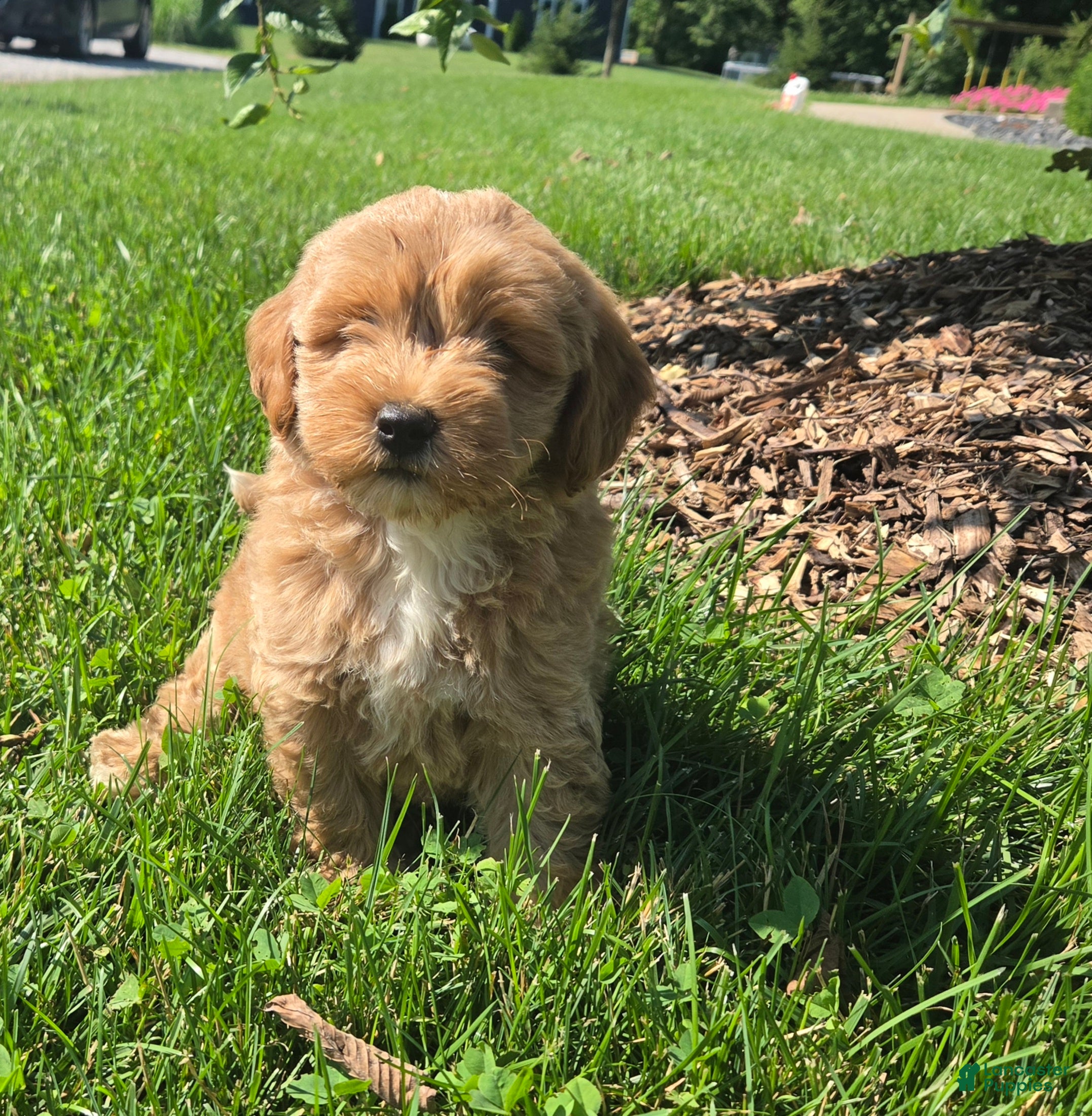 Mini Goldendoodle dogs Benson - Ad 2