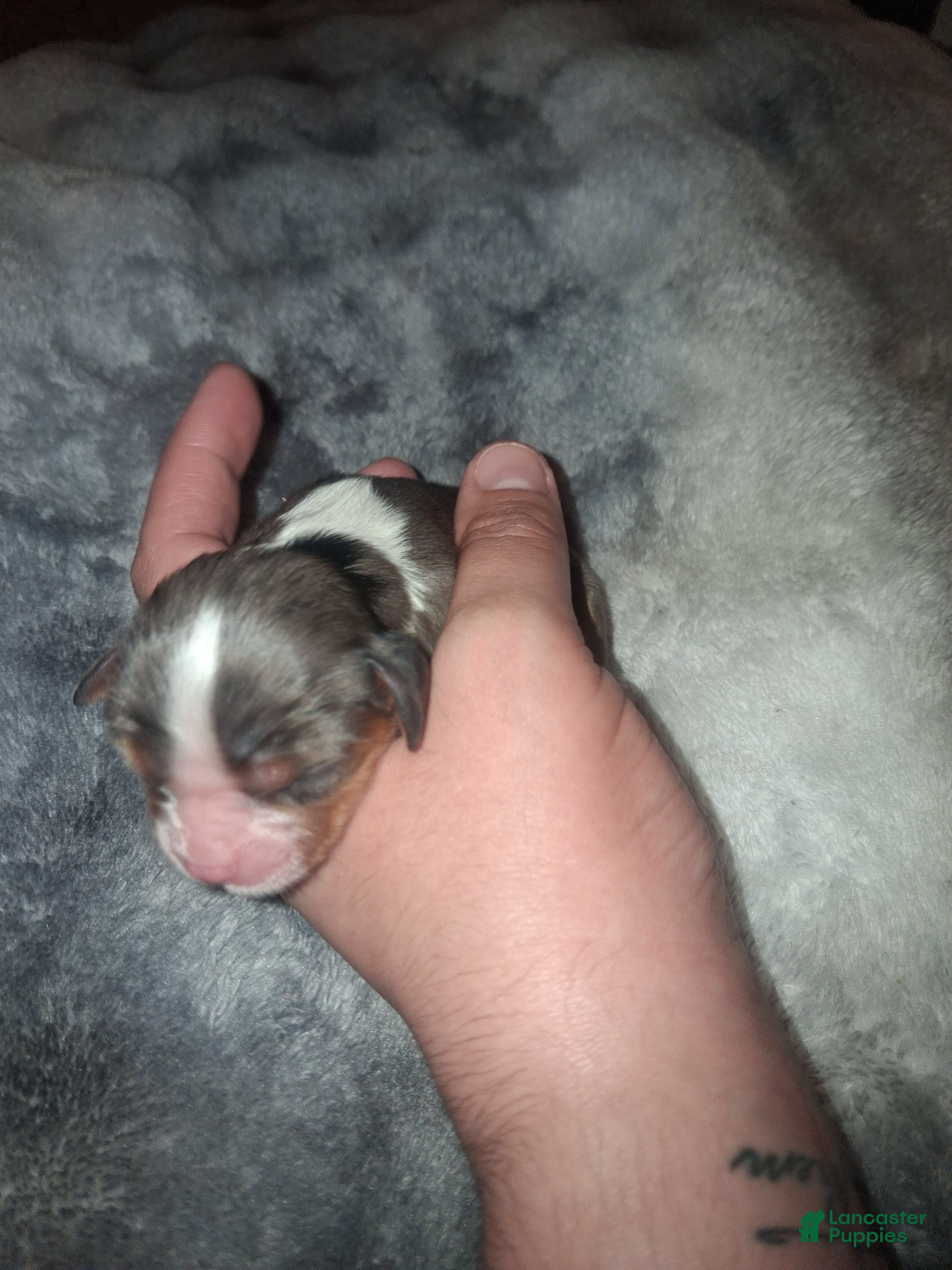 Cavalier King Charles Spaniel dogs Alaric - Ad 7