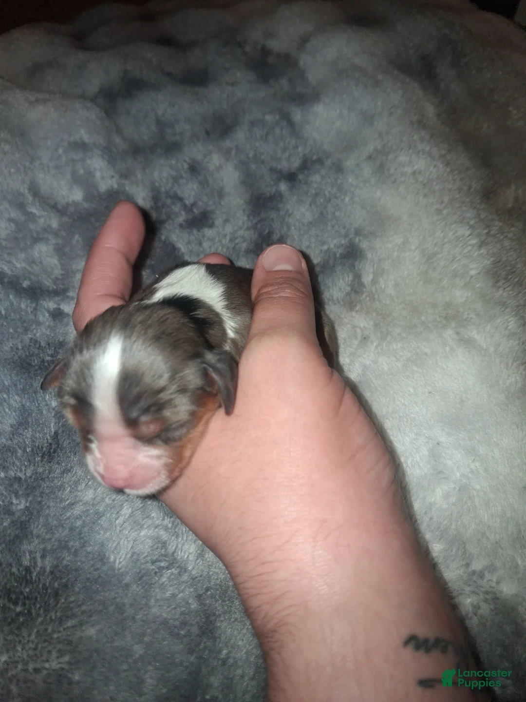 Cavalier King Charles Spaniel dogs for sale: Alaric - Ad 1