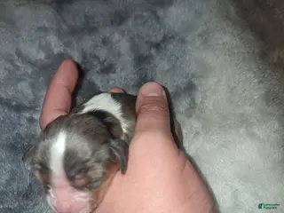 Cavalier King Charles Spaniel dogs Alaric - Ad 7