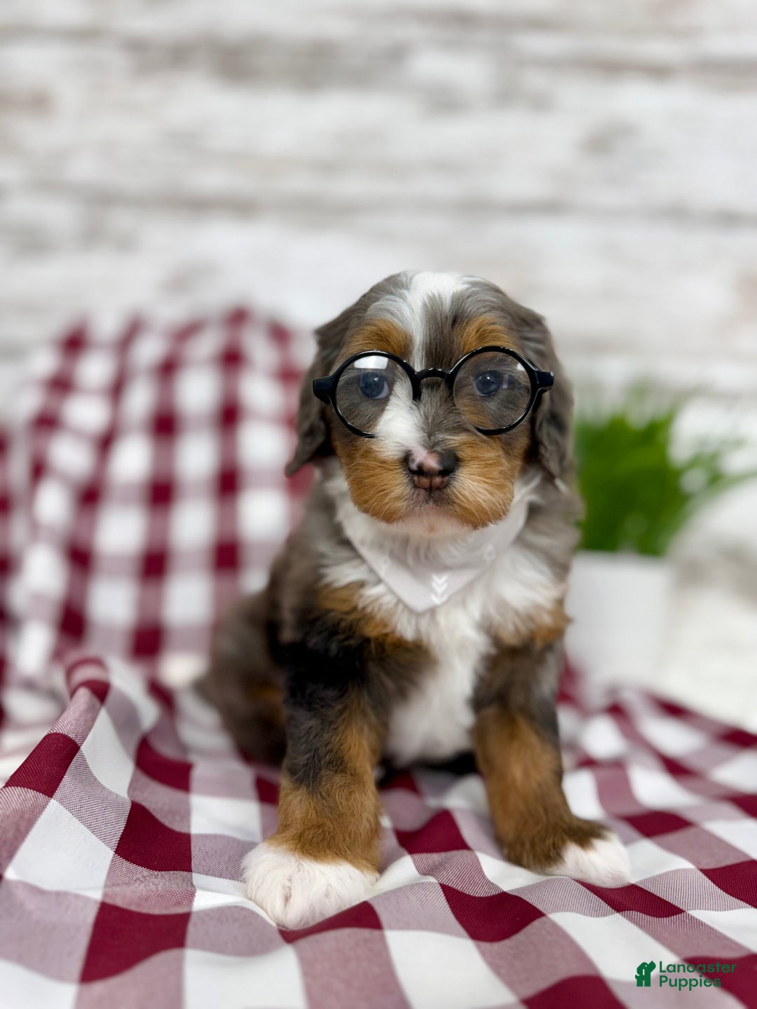 Mini Bernedoodle dogs for sale: Sophia - Ad 2