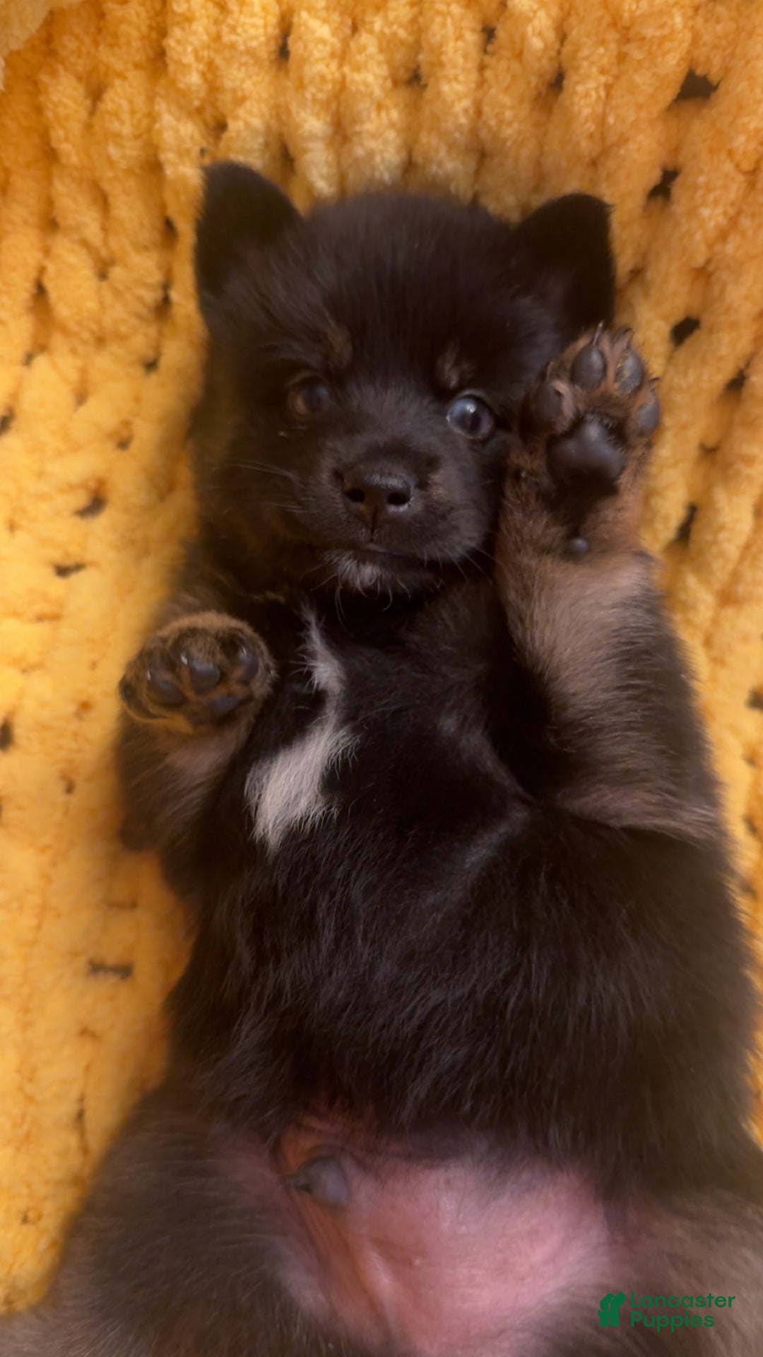 Pomsky dogs for sale: Black Male gold wrists white chest - Ad 3