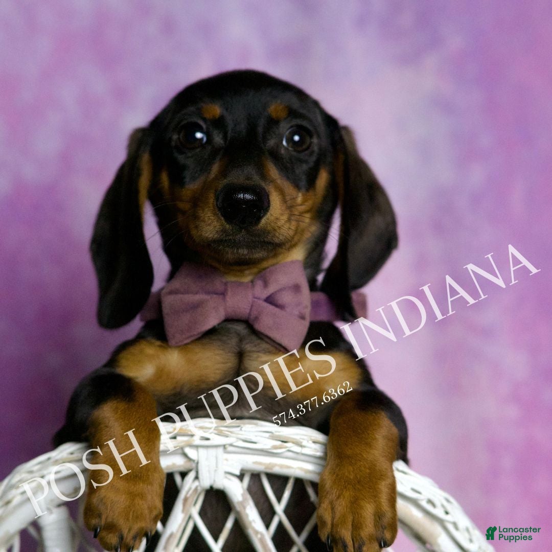 Miniature Dachshund dogs Stretch - Ad 35