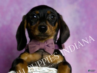 Miniature Dachshund dogs Stretch - Ad 9