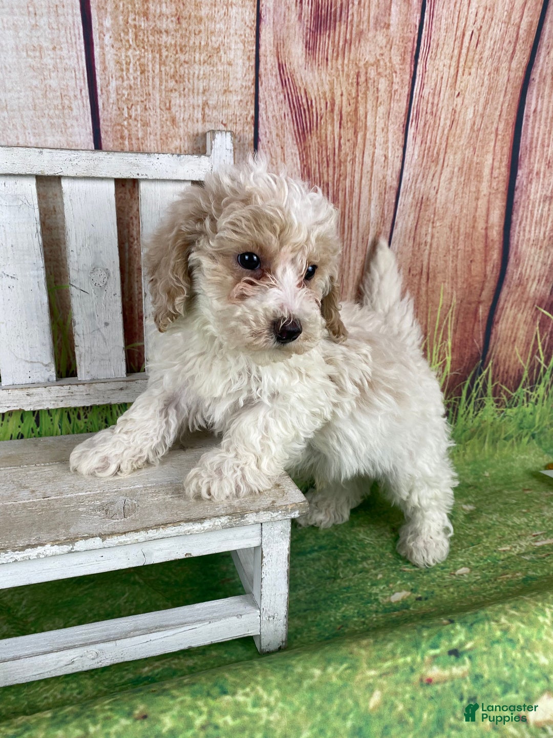 Miniature Poodle dogs for sale: Nelson - Ad 10