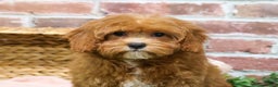 Cavapoo dogs for sale: Glory - Ad 1