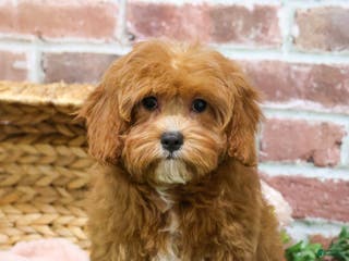 Cavapoo dogs Glory - Ad 39