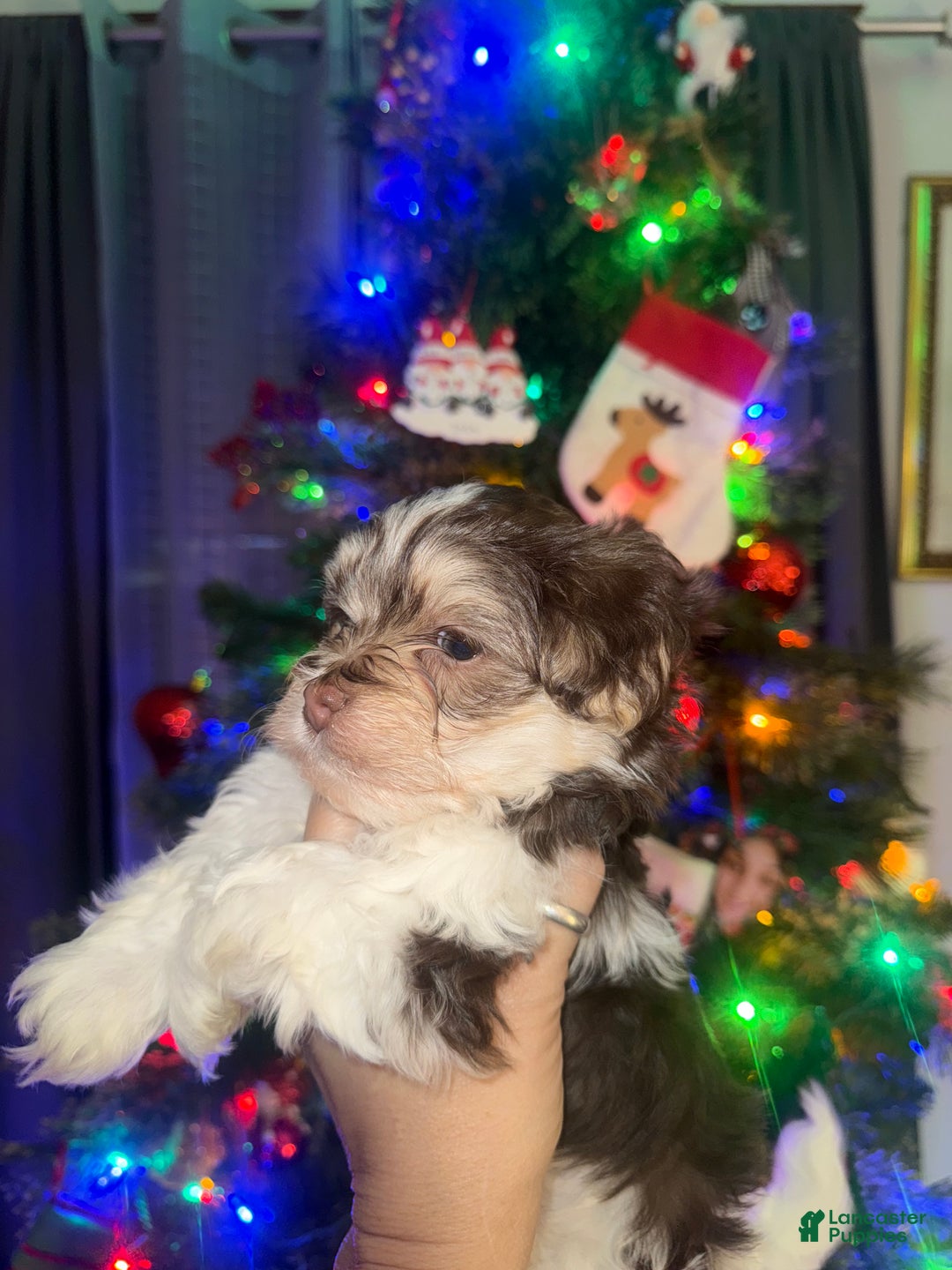 Mixed Breed dogs for sale: Ducky - Ad 1