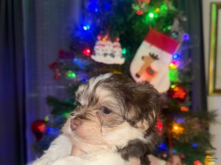 Mixed Breed dogs for sale: Ducky - Ad 1