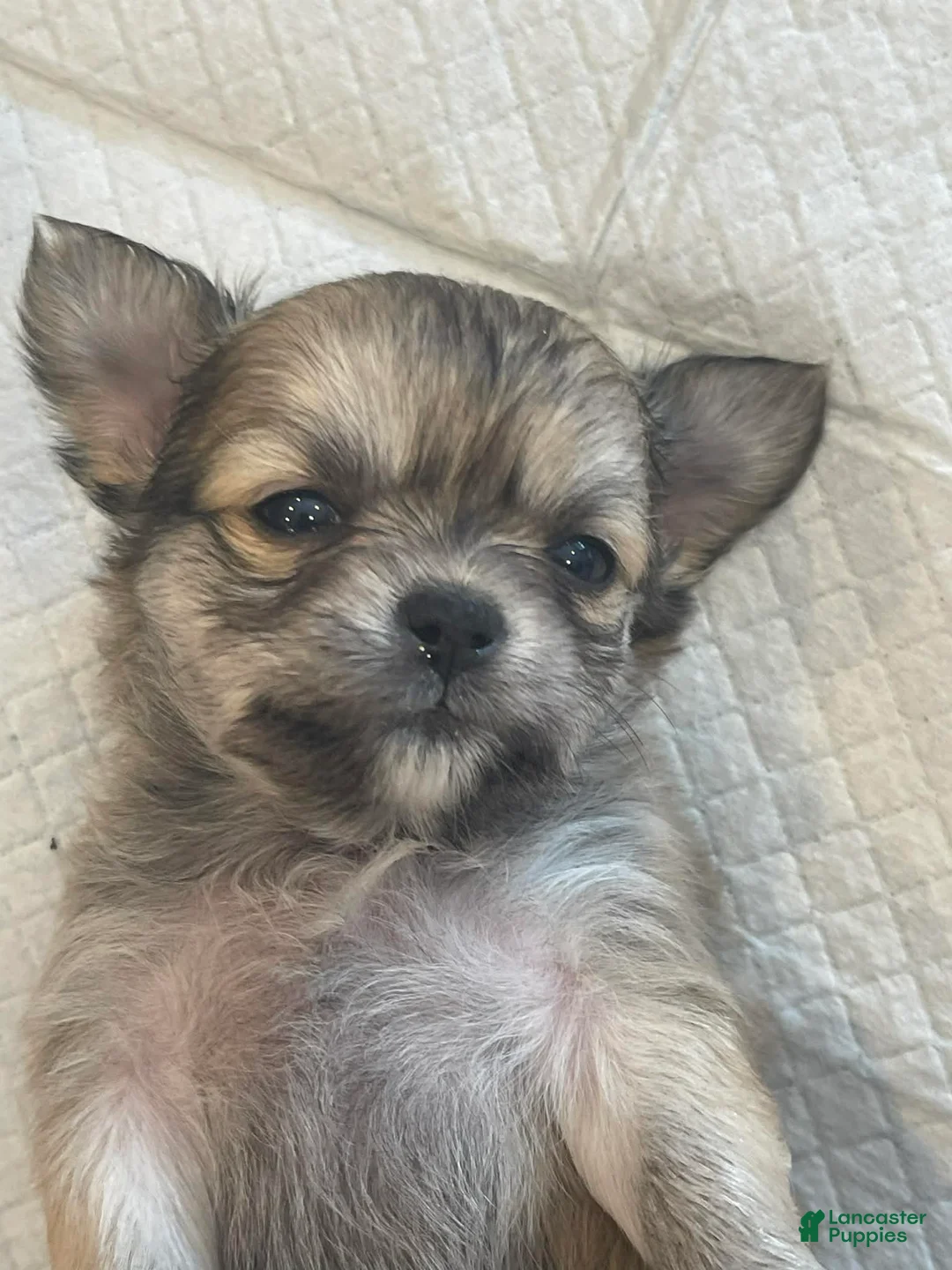 Chihuahua dogs for sale: Phoebe - Ad 3