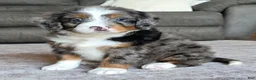 Mini Bernedoodle dogs for sale: Mini Maggie - Ad 21