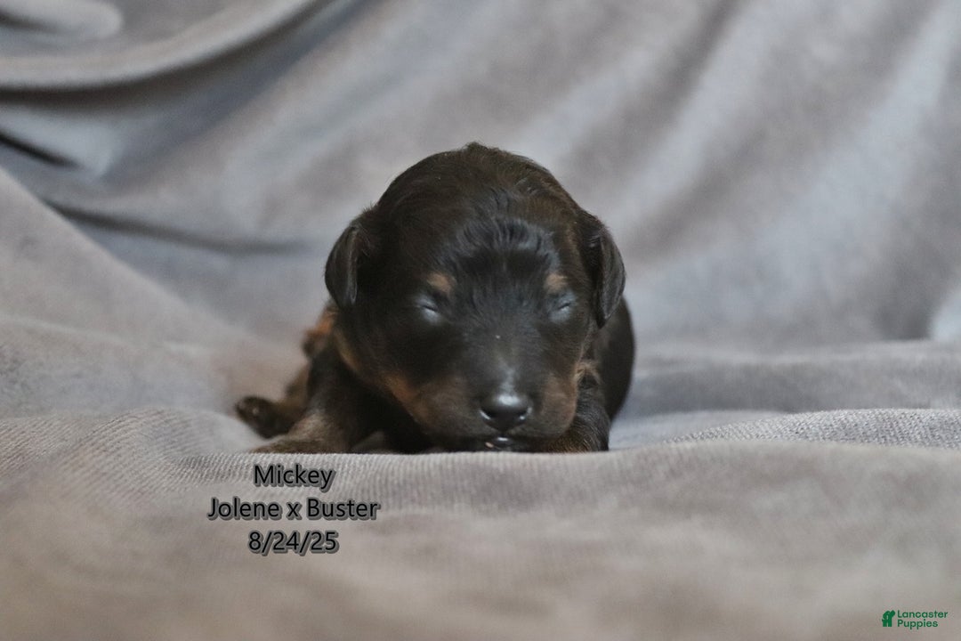 Mini Aussiedoodle dogs for sale: Mickey - Ad 3