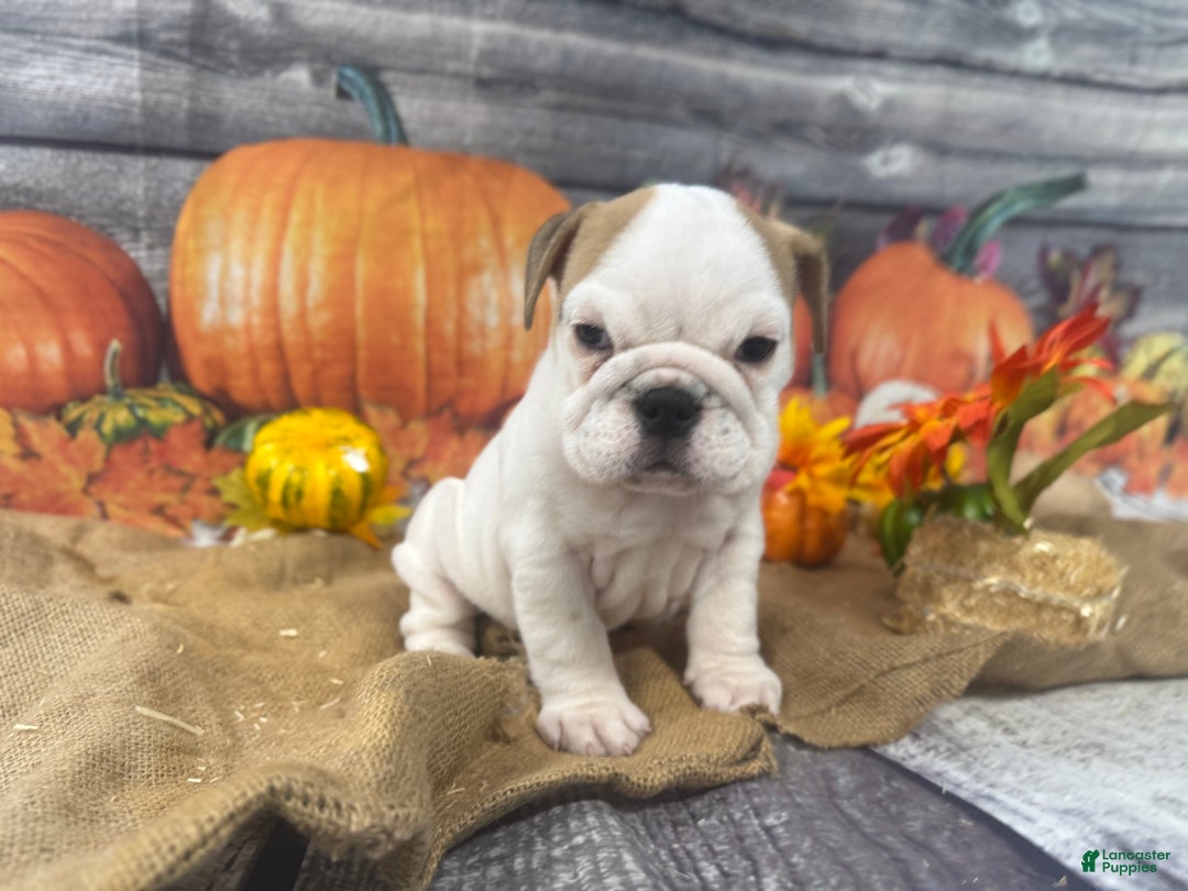English Bulldog dogs for sale: Snow white - Ad 11