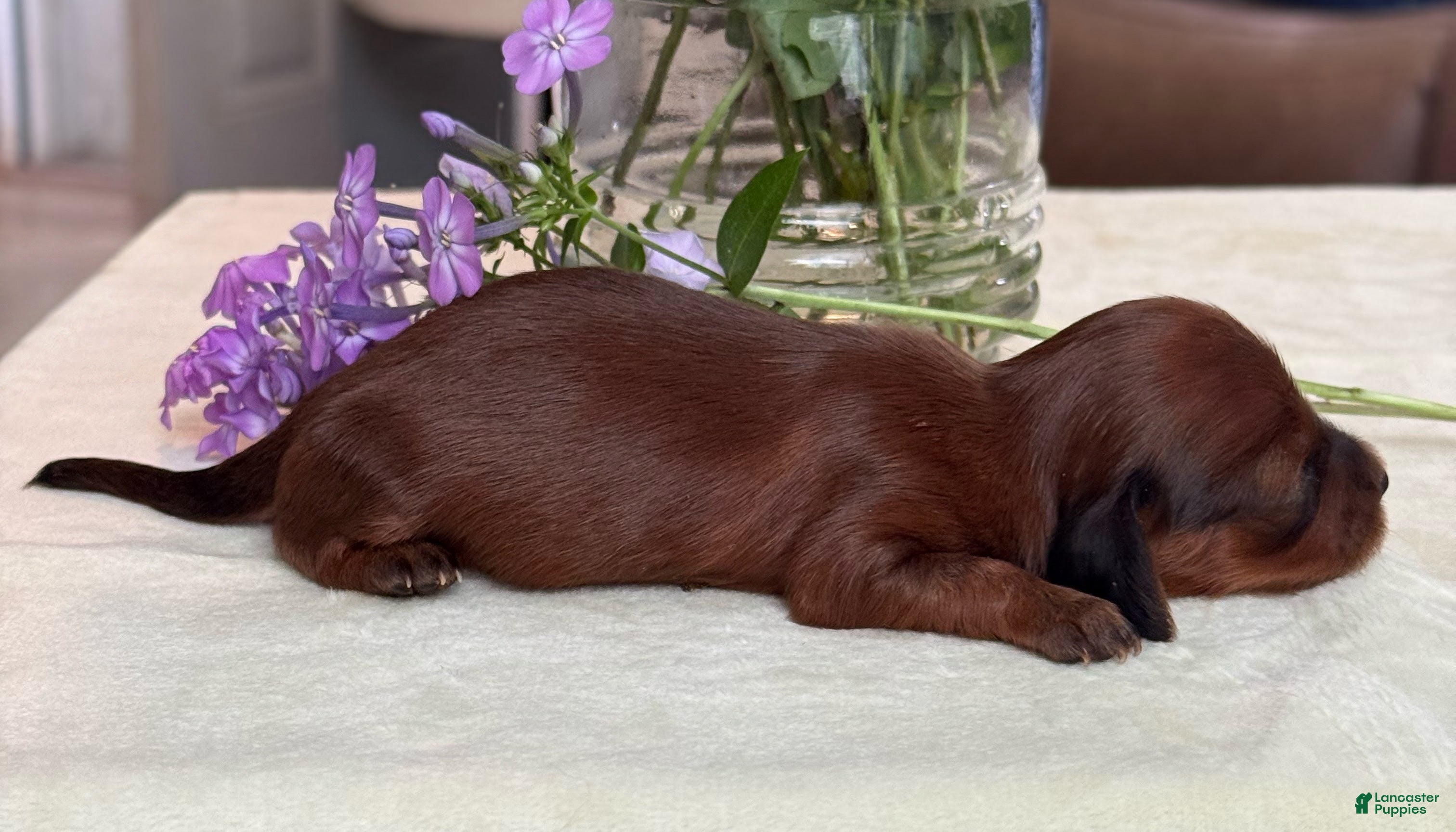 Miniature Dachshund dogs Midge-ACA Longhaired Miniature Dachshund-Small Parents (Sire AKC/Embark Tested-PRA clear) - Ad 11