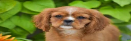 Cavalier King Charles Spaniel dogs for sale: Chief - Ad 3