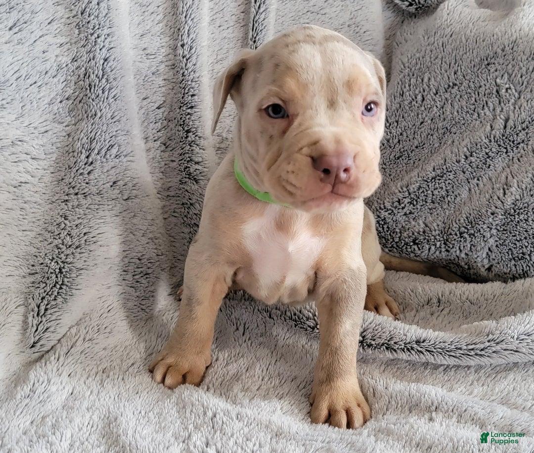 American Bully dogs for sale: Face 3 - Ad 6
