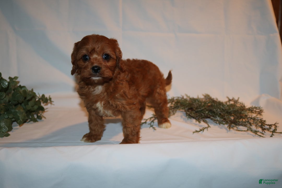 Cavapoo dogs for sale: Stacey  - Ad 8