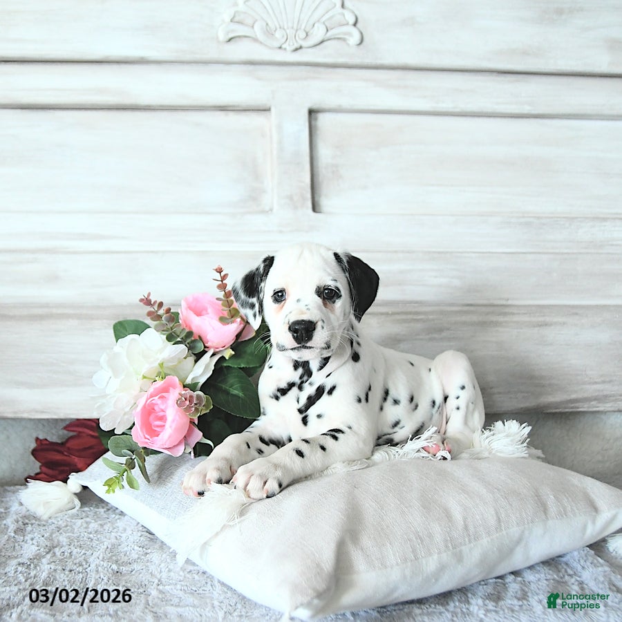 Dalmatian dogs Sage - Ad 1