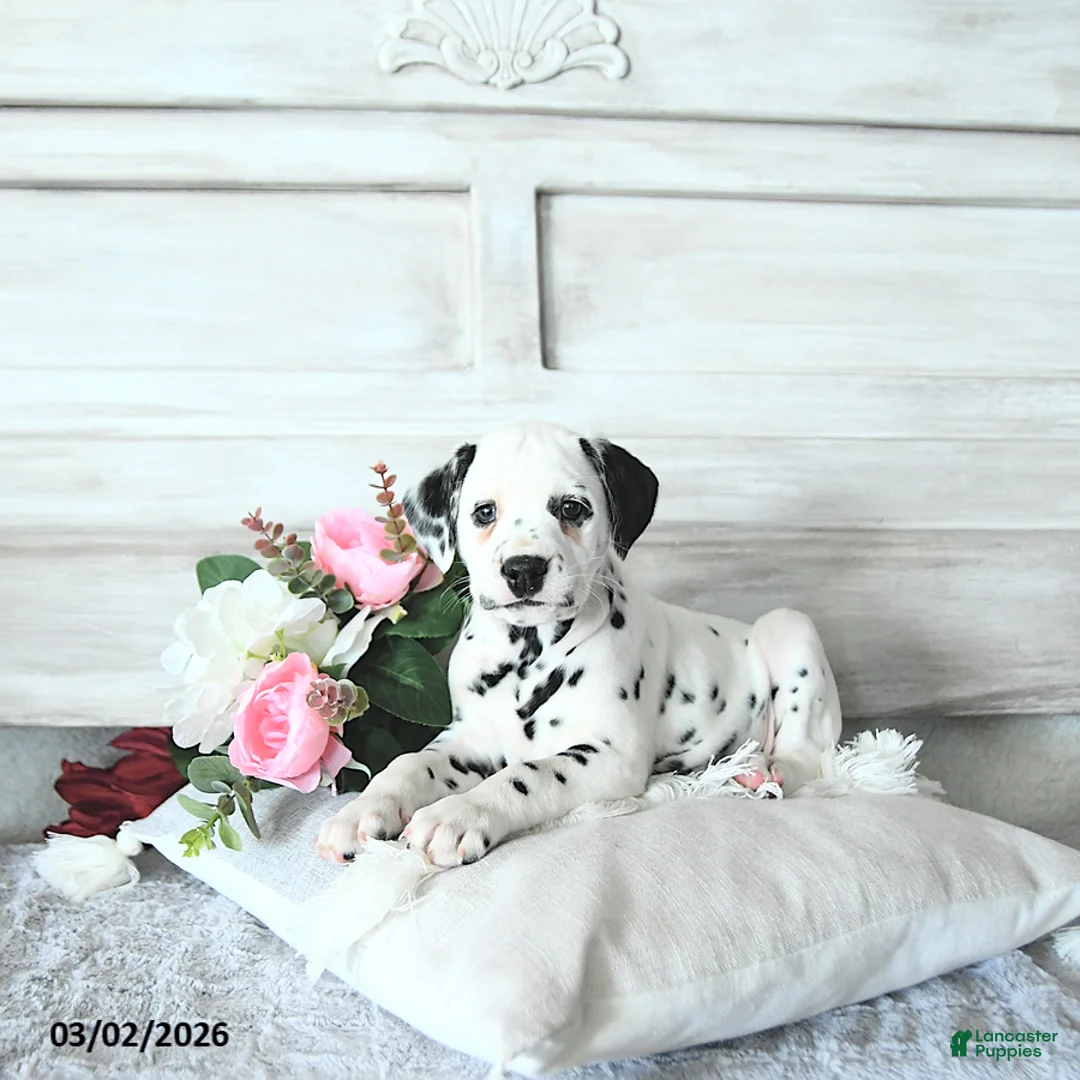 Dalmatian dogs for sale: Sage - Ad 1
