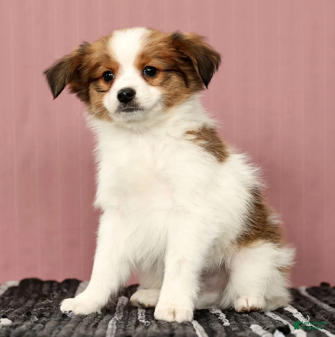 Papillon dogs for sale: Mack - Ad 8