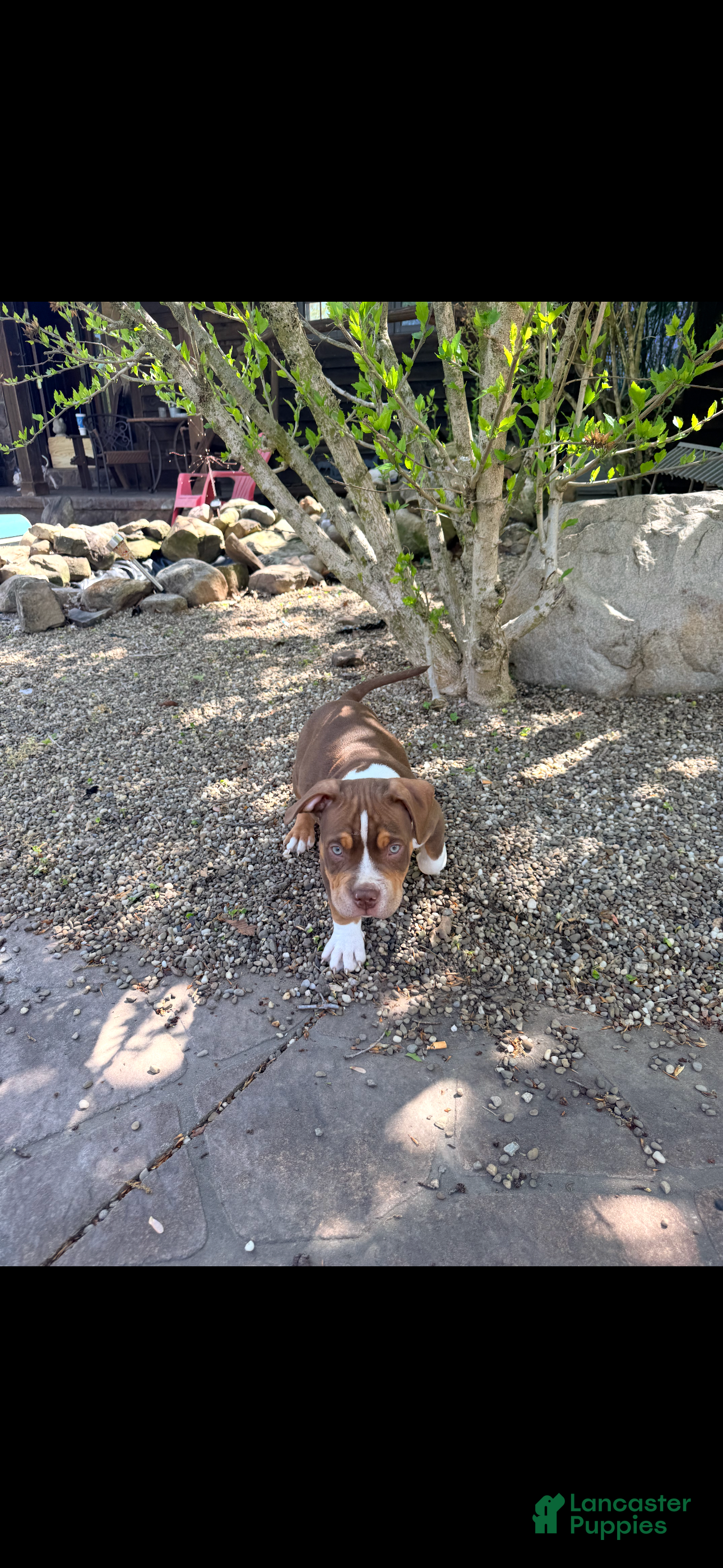 American Bully dogs Chief, pocket Bully Puppy 3 - Ad 1
