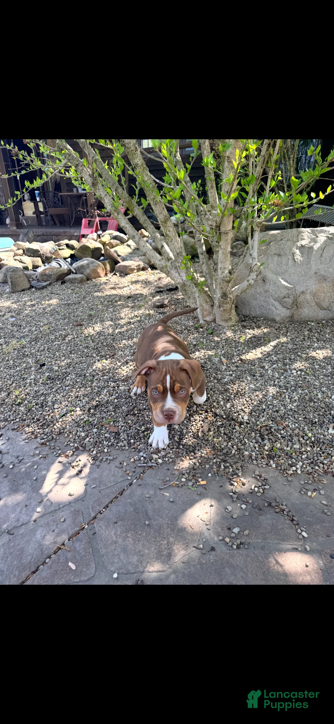 American Bully dogs for sale: Chief, pocket Bully Puppy 3 - Ad 1